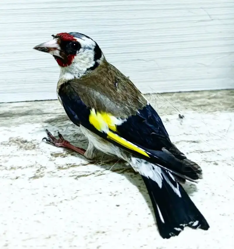 Mascotas Pájaros - Centro Veterinario Elena Saenz, Alcañiz