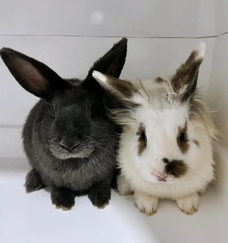 Mascotas Conejos - Centro Veterinario Elena Saenz, Alcañiz