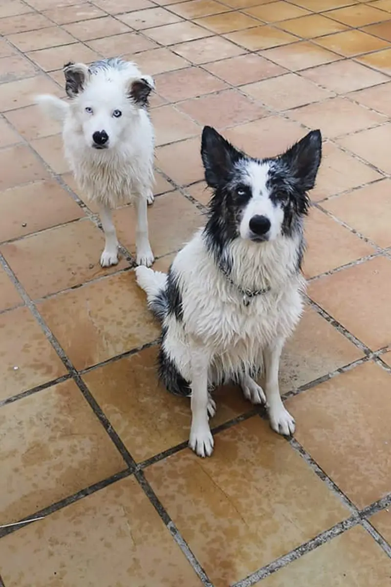 Mascotas Perros - Centro Veterinario Elena Saenz, Alcañiz