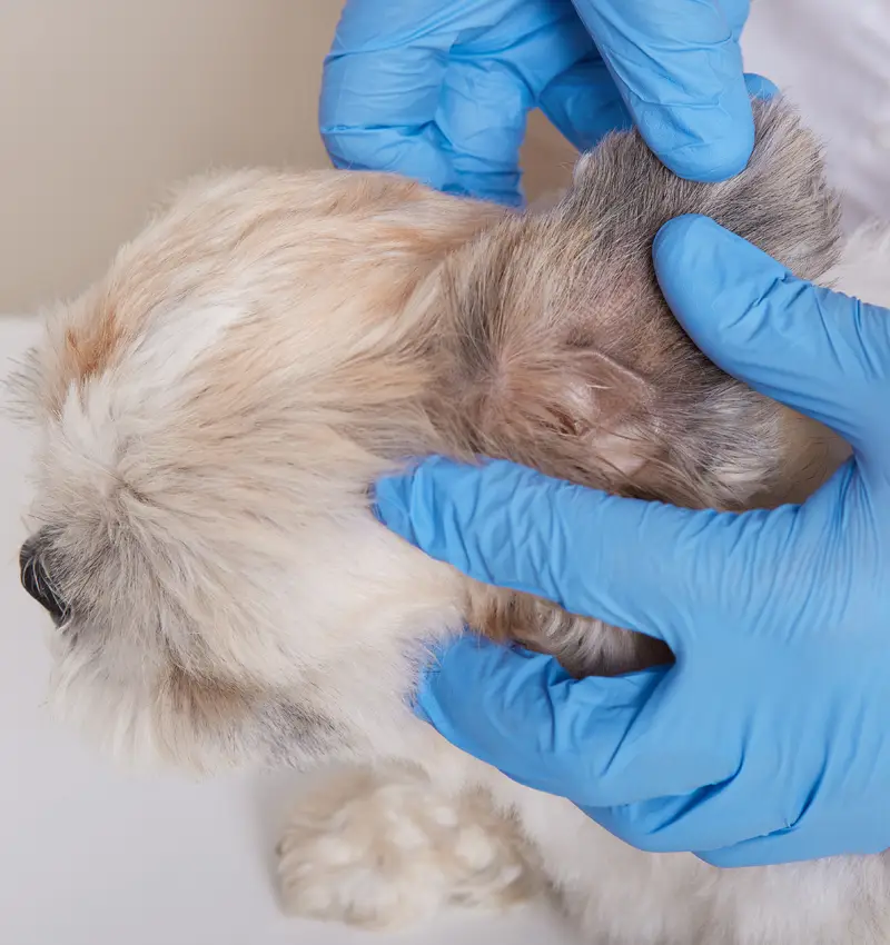 Desparasitación y control sanitario - Centro Veterinario Elena Saenz, Alcañiz