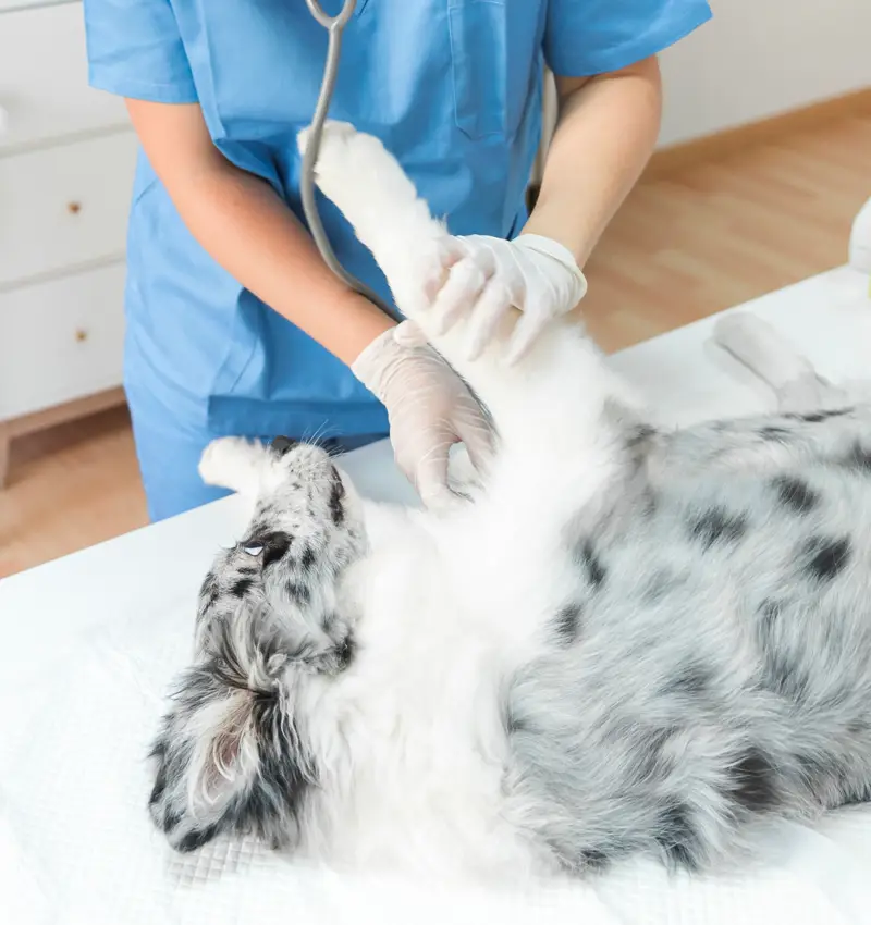 Diagnóstico y tratamiento - Centro Veterinario Elena Saenz, Alcañiz