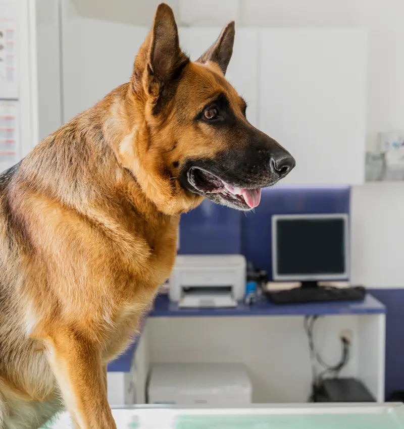Identificación y documentación - Centro Veterinario Elena Saenz, Alcañiz