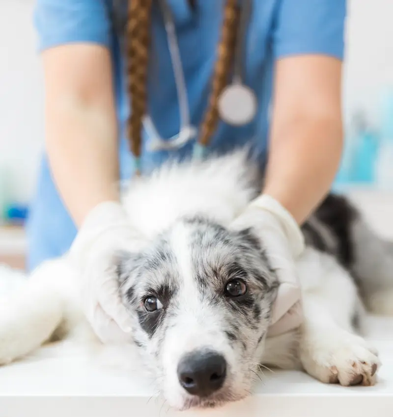 Medicina General y Preventiva - Centro Veterinario Elena Saenz, Alcañiz